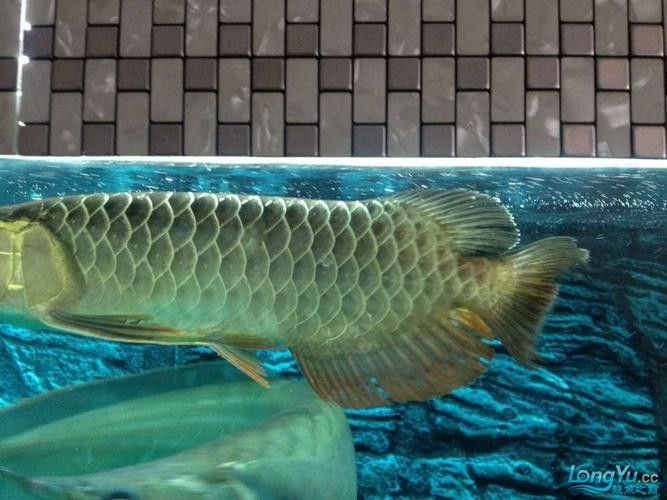 龍魚會互咬嗎圖片