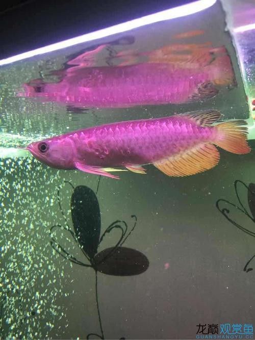 龍魚會互咬嗎圖片