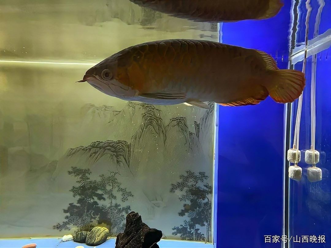 龍魚會互咬嗎圖片