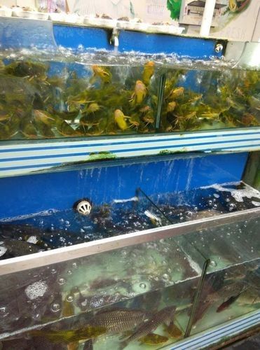 江夏開水族店怎么樣？加盟祥龍魚場(chǎng)賣龍魚市場(chǎng)怎樣？