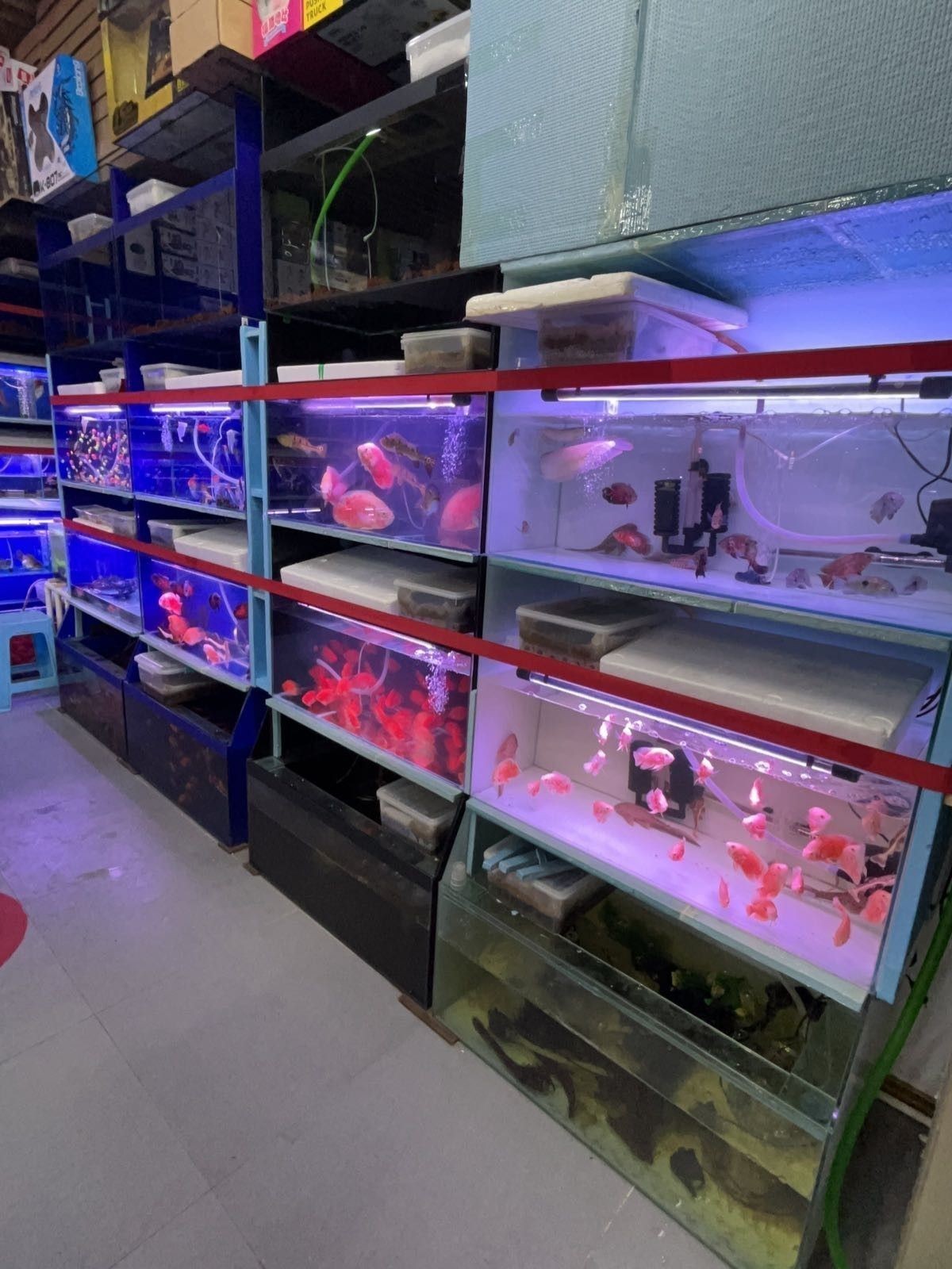 通州開水族店怎么樣？加盟祥龍魚場賣龍魚市場怎樣？