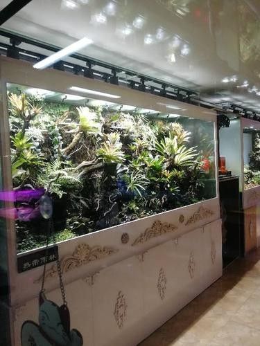 高青開(kāi)水族店怎么樣？加盟祥龍魚(yú)場(chǎng)賣(mài)龍魚(yú)市場(chǎng)怎樣？