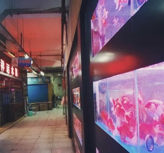 渝中開水族店怎么樣?加盟祥龍魚場賣龍魚市場怎樣? 水族館百科(水族館加盟) 第2張 渝中開水族店怎么樣?加盟祥龍魚場賣龍魚市場怎樣? 渝中開水族店怎么樣?加盟祥龍魚場賣龍魚市場怎樣? 水族館百科(水族館加盟) 第2張