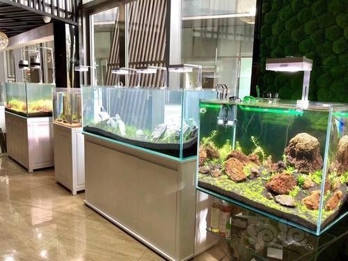 鞍山鐵西開水族店怎么樣？加盟祥龍魚場賣龍魚市場怎樣？
