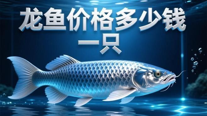新撫開水族店怎么樣？加盟祥龍魚場賣龍魚市場怎樣？
