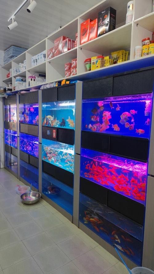聊城開水族店怎么樣？加盟祥龍魚場賣龍魚市場怎樣？