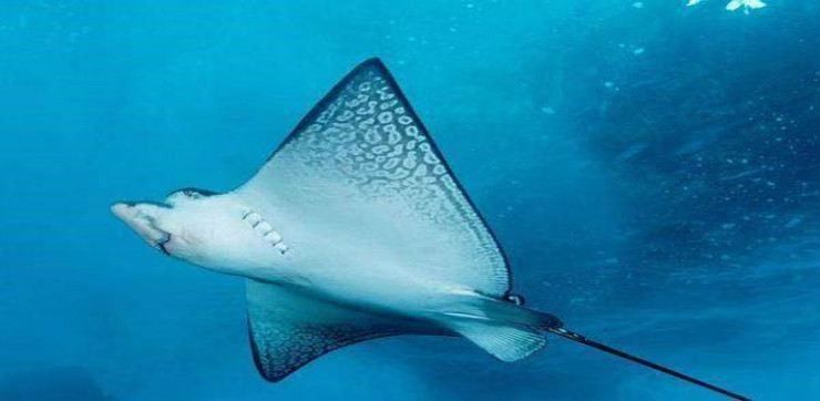 太原開水族店怎么樣？加盟祥龍魚場賣龍魚市場怎樣？