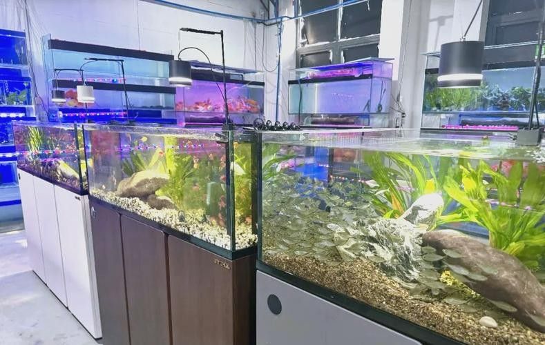 米東開水族店怎么樣?加盟祥龍魚場賣龍魚市場怎樣? 水族館百科(水族館加盟) 第5張 米東開水族店怎么樣?加盟祥龍魚場賣龍魚市場怎樣? 米東開水族店怎么樣?加盟祥龍魚場賣龍魚市場怎樣? 水族館百科(水族館加盟) 第5張