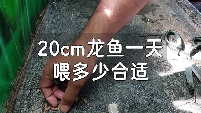 米東開水族店怎么樣？加盟祥龍魚場賣龍魚市場怎樣？ 米東開水族店怎么樣？加盟祥龍魚場賣龍魚市場怎樣？ 水族館百科（水族館加盟） 第13張