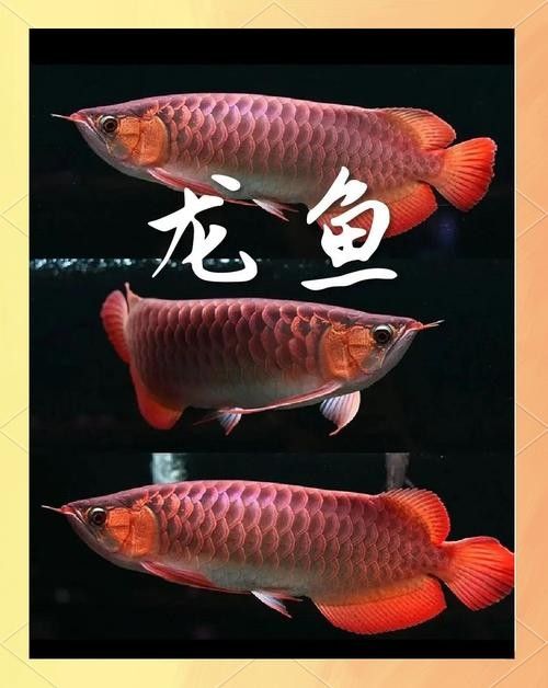 隆德開水族店怎么樣？加盟祥龍魚場賣龍魚市場怎樣？