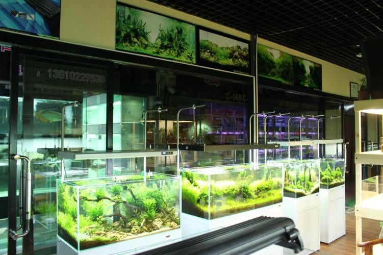 北京開水族店怎么樣？加盟祥龍魚場賣龍魚市場怎樣？