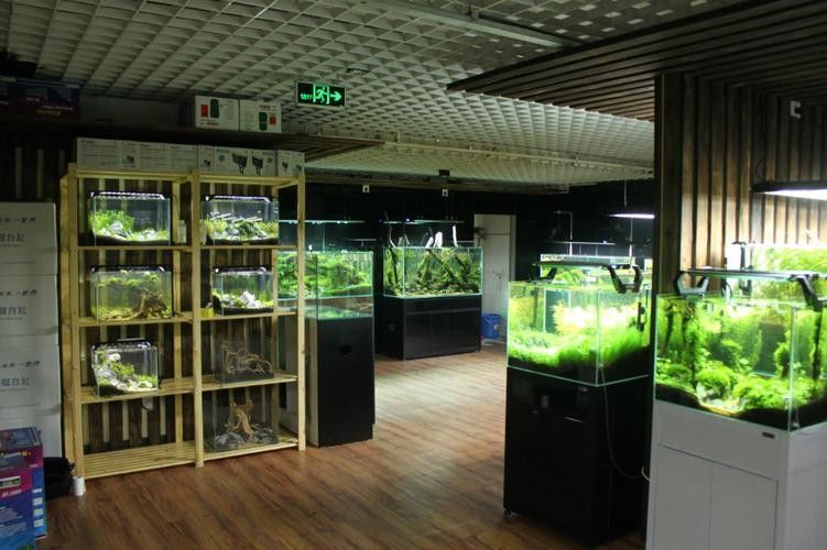 北京開水族店怎么樣？加盟祥龍魚場賣龍魚市場怎樣？