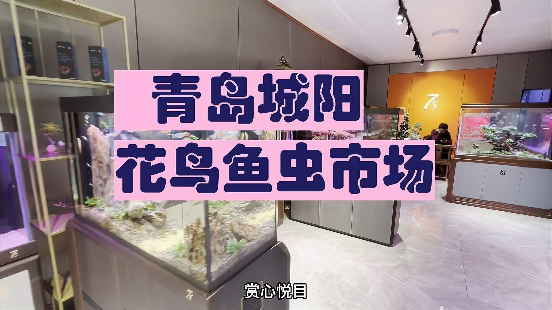 青島開水族店怎么樣？加盟祥龍魚場賣龍魚市場怎樣？
