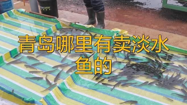 青島開水族店怎么樣？加盟祥龍魚場賣龍魚市場怎樣？