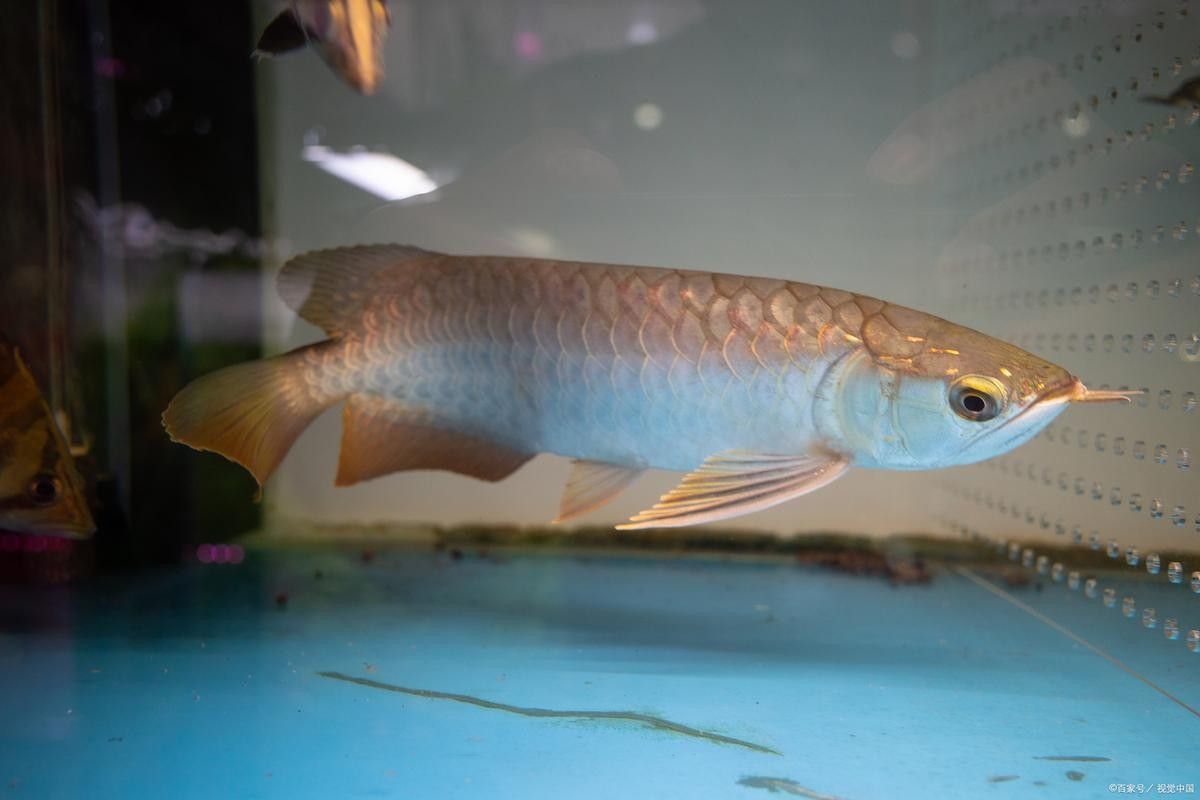 青島開水族店怎么樣？加盟祥龍魚場賣龍魚市場怎樣？