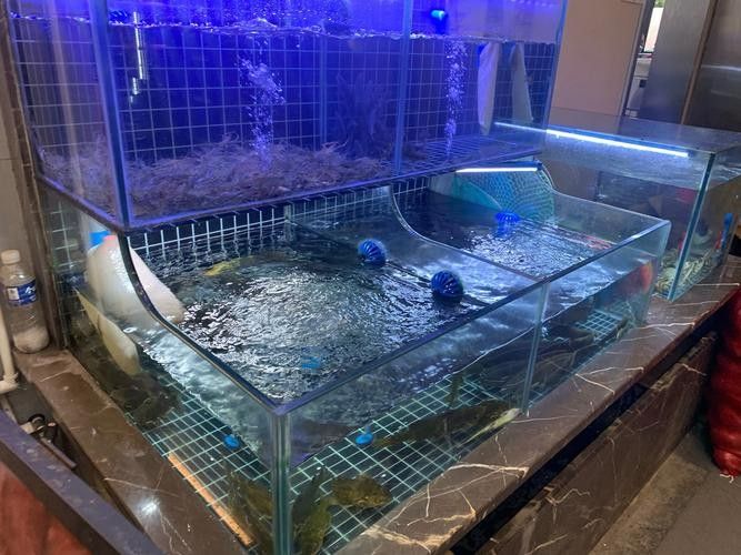 阿合奇開水族店怎么樣？加盟祥龍魚場賣龍魚市場怎樣？