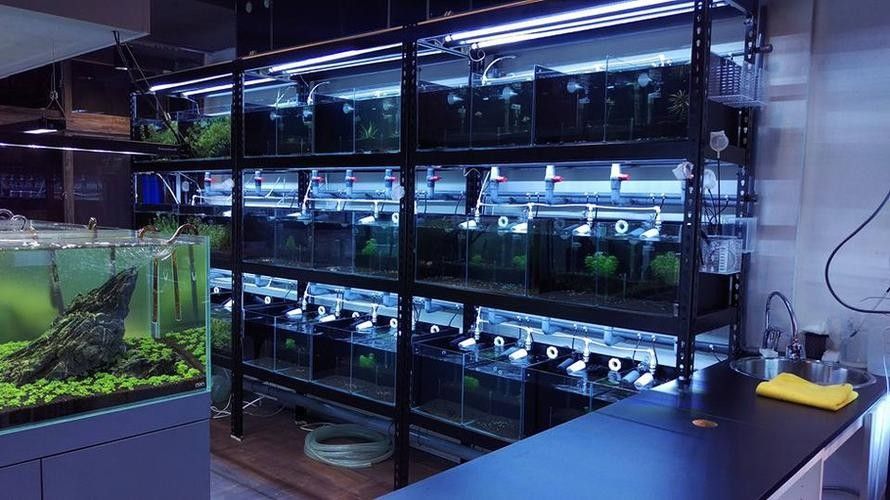 臺灣開水族店怎么樣？加盟祥龍魚場賣龍魚市場怎樣？ 臺灣開水族店怎么樣？加盟祥龍魚場賣龍魚市場怎樣？ 水族館百科（水族館加盟） 第2張