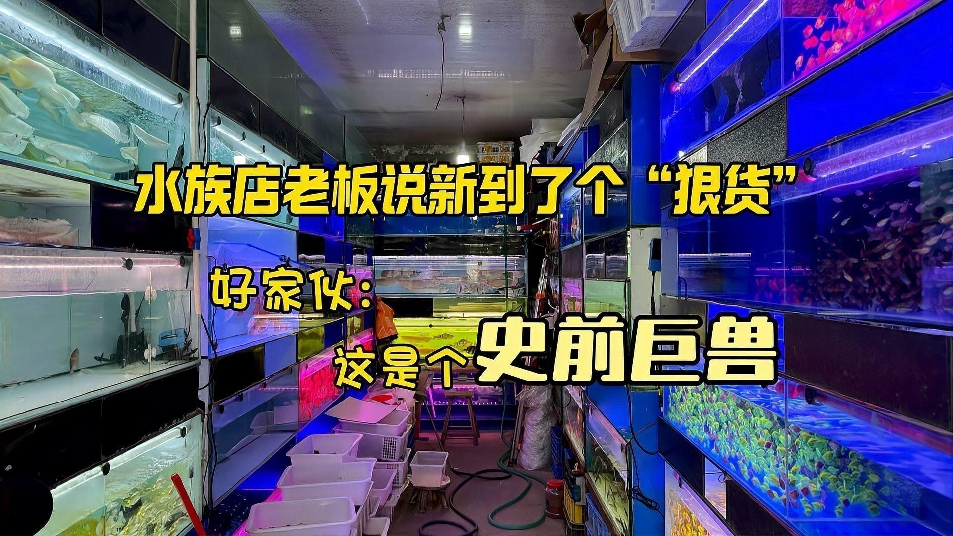 永善開水族店怎么樣？加盟祥龍魚場賣龍魚市場怎樣？