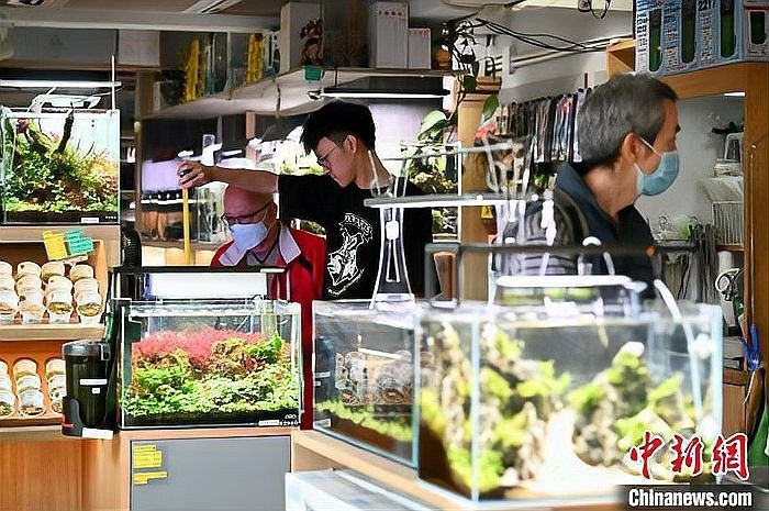 香港開水族店怎么樣？加盟祥龍魚場賣龍魚市場怎樣？