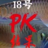 龍魚老孫參與過哪些行業賽事？