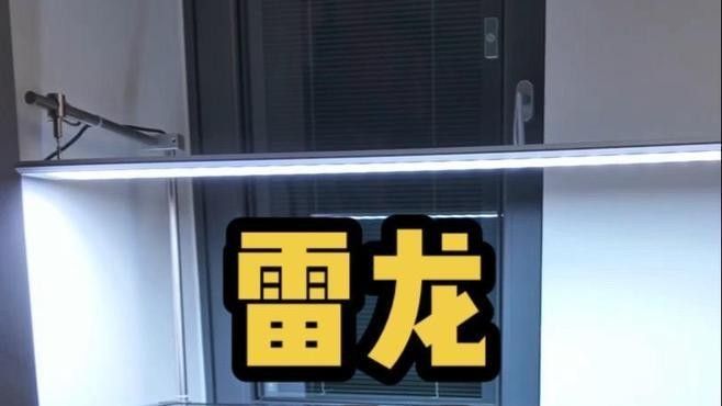雷龍魚(yú)魚(yú)缸簡(jiǎn)單好看造景視頻