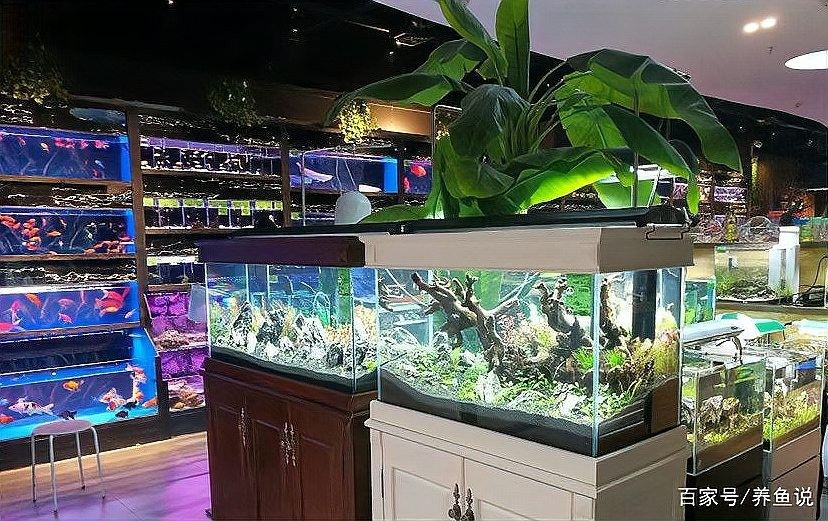 大通回族開水族店怎么樣？加盟祥龍魚場賣龍魚市場怎樣？