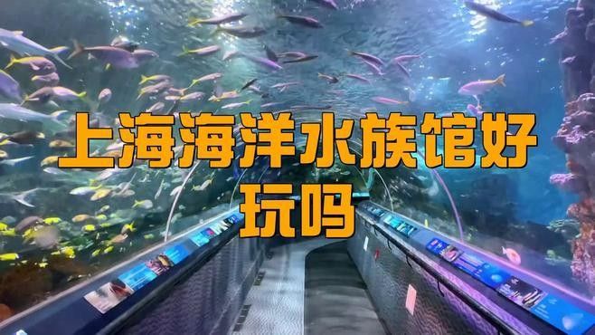 路北開水族店怎么樣？加盟祥龍魚場賣龍魚市場怎樣？
