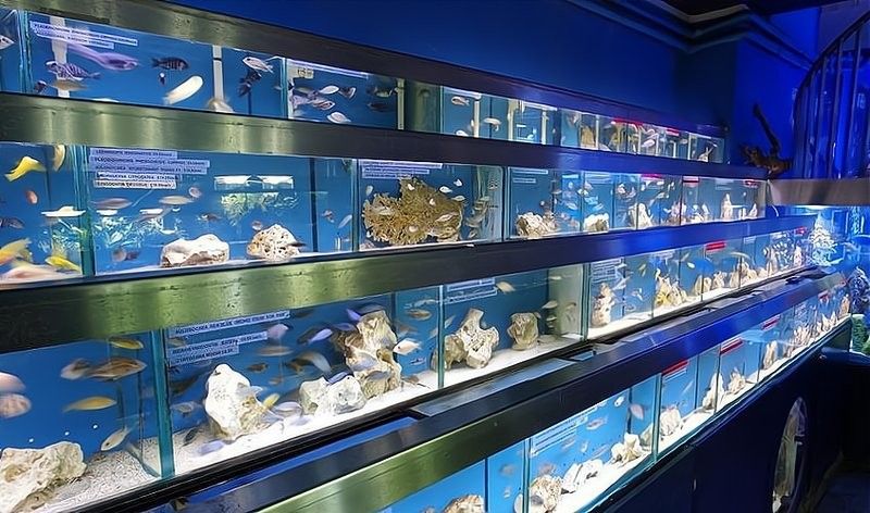 山東開水族店怎么樣？加盟祥龍魚場賣龍魚市場怎樣？
