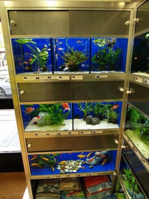 沈北開水族店怎么樣？加盟祥龍魚場賣龍魚市場怎樣？