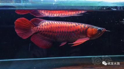 龍魚吃飼料長得快嗎：龍魚的生長速度可以受到飼料的影響 龍魚吃飼料長得快嗎：龍魚的生長速度可以受到飼料的影響 龍魚百科 第3張