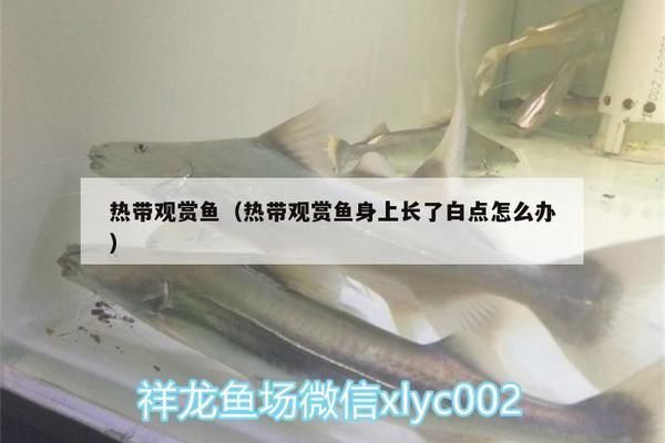 細(xì)線銀板魚苗混養(yǎng)常見問題：細(xì)線銀板魚苗在混養(yǎng)時(shí)可能會(huì)遇到的常見問題是與其他魚種的兼容性