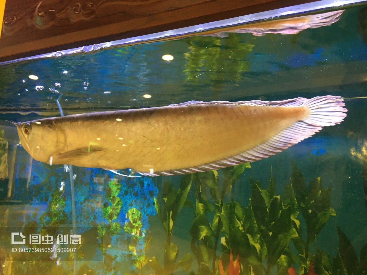 龍魚關刀魚：龍魚關刀魚混合養護