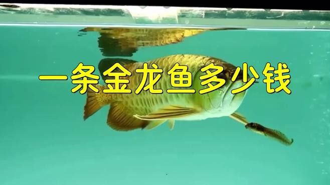 如何挑選合適的金龍魚