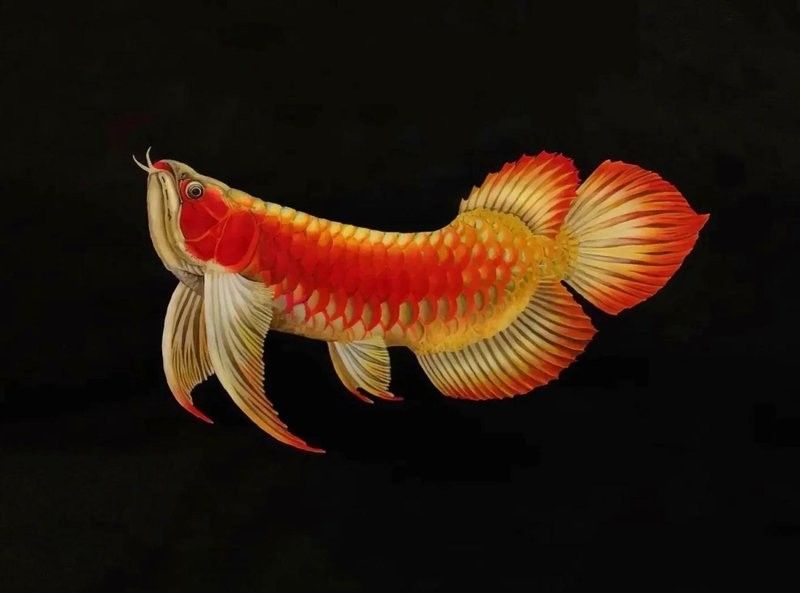 乳山開水族店怎么樣？加盟祥龍魚場賣龍魚市場怎樣？