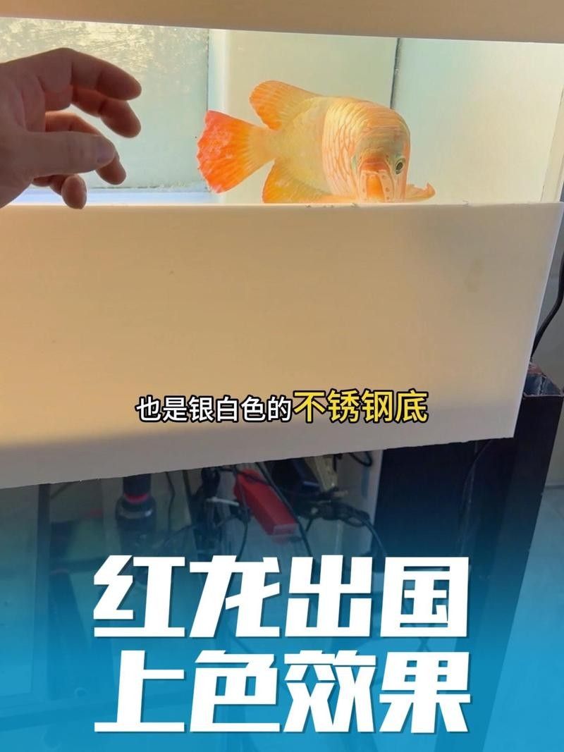 龍魚變色全過程圖片視頻