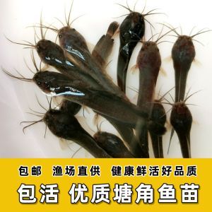龍魚怎么挑選最好的魚苗：如何挑選優質的龍魚魚苗 龍魚怎么挑選最好的魚苗：如何挑選優質的龍魚魚苗 龍魚百科 第5張
