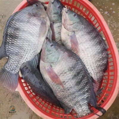 龍魚怎么挑選最好的魚苗：如何挑選優質的龍魚魚苗 龍魚怎么挑選最好的魚苗：如何挑選優質的龍魚魚苗 龍魚百科 第3張