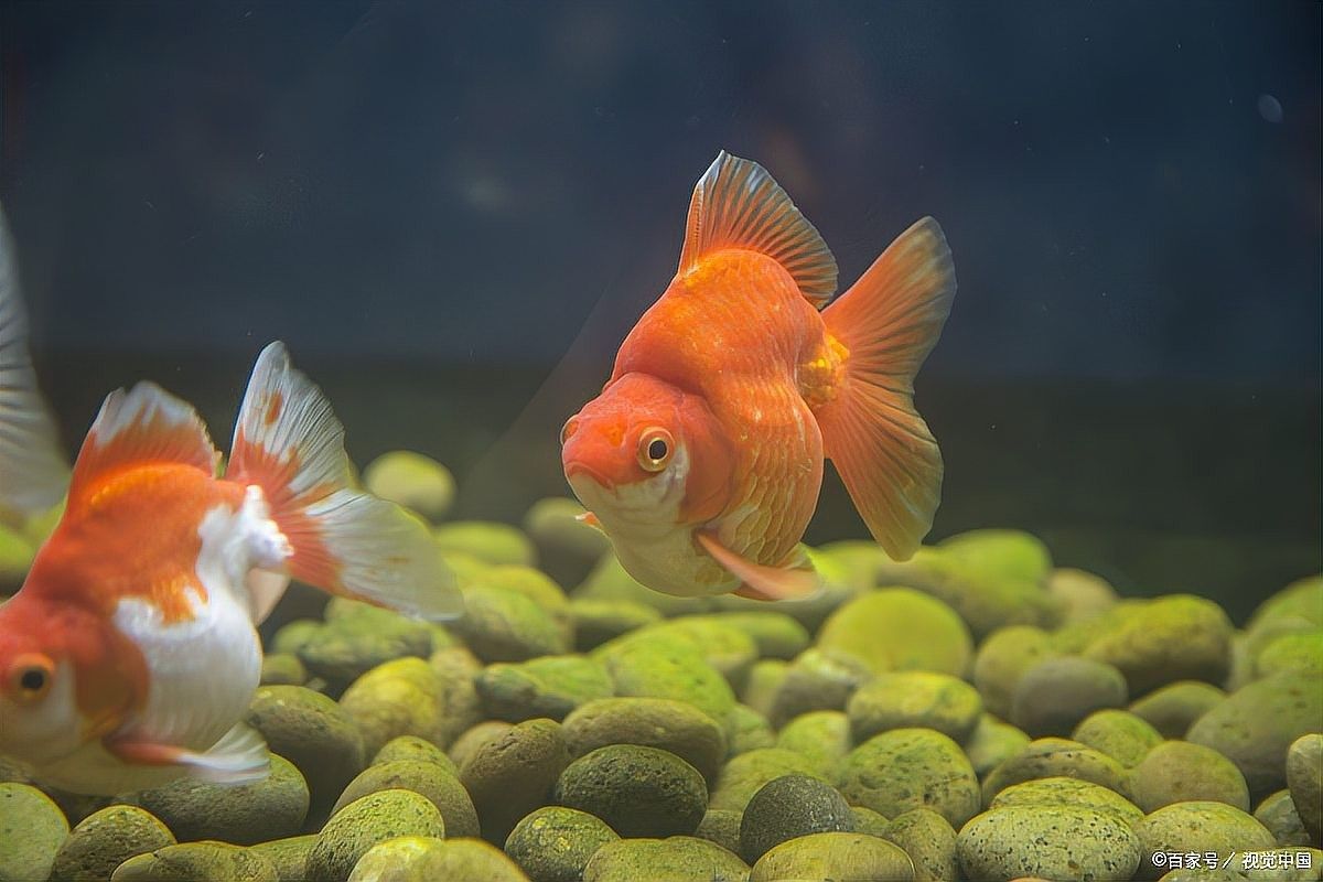 龍魚缸上過濾器怎么用