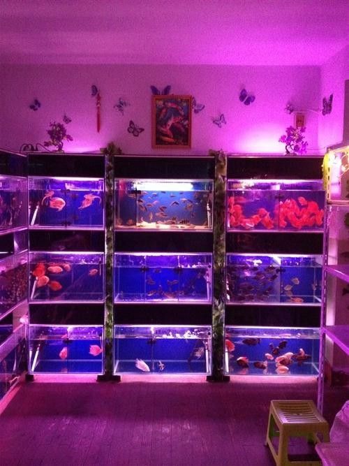 輝南開水族店怎么樣？加盟祥龍魚場賣龍魚市場怎樣？