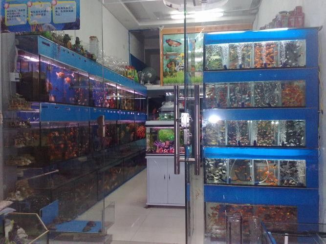輝南開水族店怎么樣？加盟祥龍魚場賣龍魚市場怎樣？