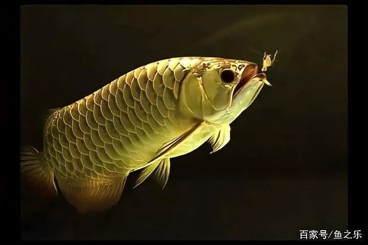 賓陽(yáng)開(kāi)水族店怎么樣？加盟祥龍魚(yú)場(chǎng)賣(mài)龍魚(yú)市場(chǎng)怎樣？