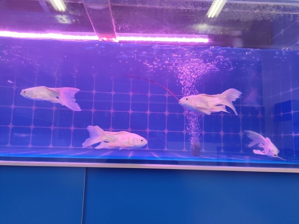 松江開水族店怎么樣？加盟祥龍魚場賣龍魚市場怎樣？