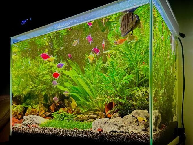 睢寧開水族店怎么樣？加盟祥龍魚場賣龍魚市場怎樣？