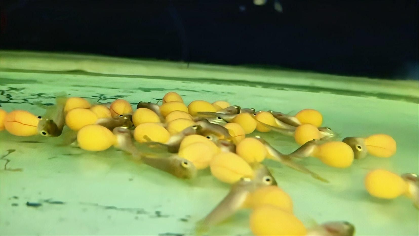 金沙開水族店怎么樣？加盟祥龍魚場賣龍魚市場怎樣？