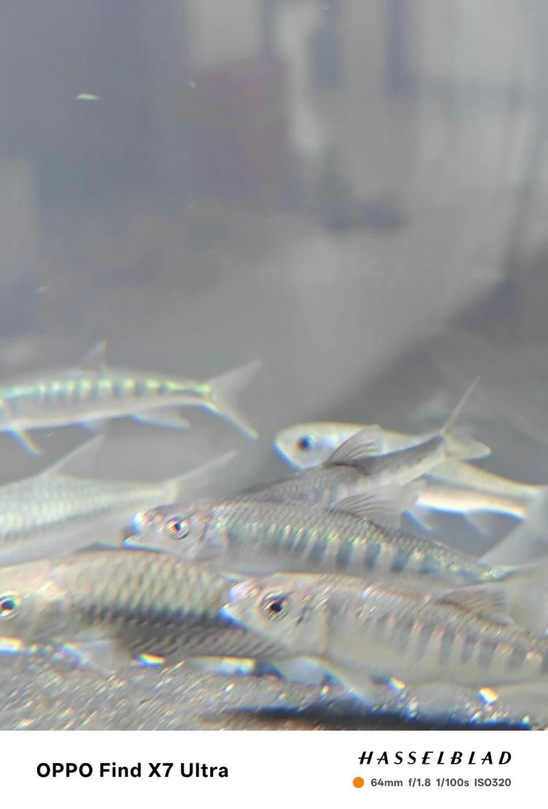 龍魚爛尾爛嘴怎么治療方法圖解