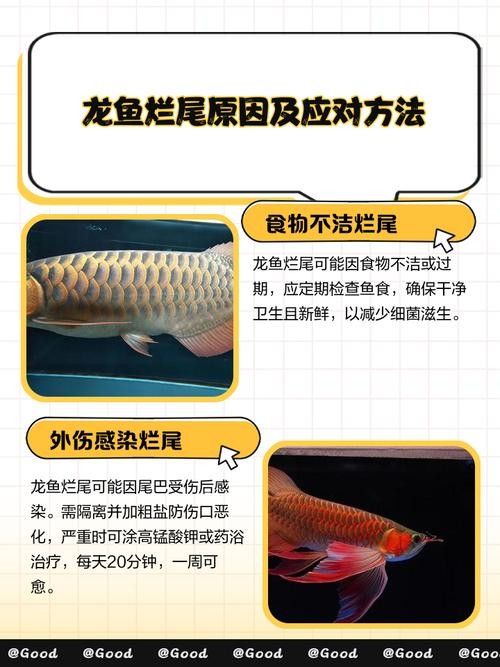 龍魚爛尾爛嘴怎么治療方法圖解