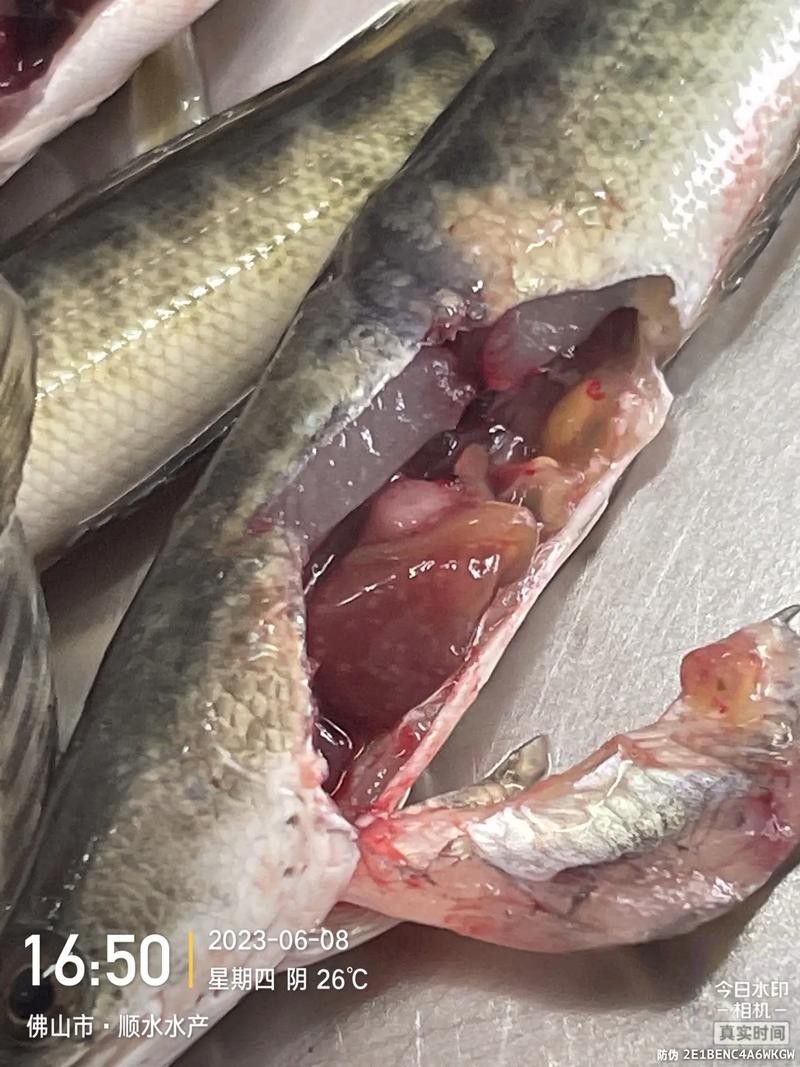 龍魚爛尾爛嘴怎么治療方法圖解