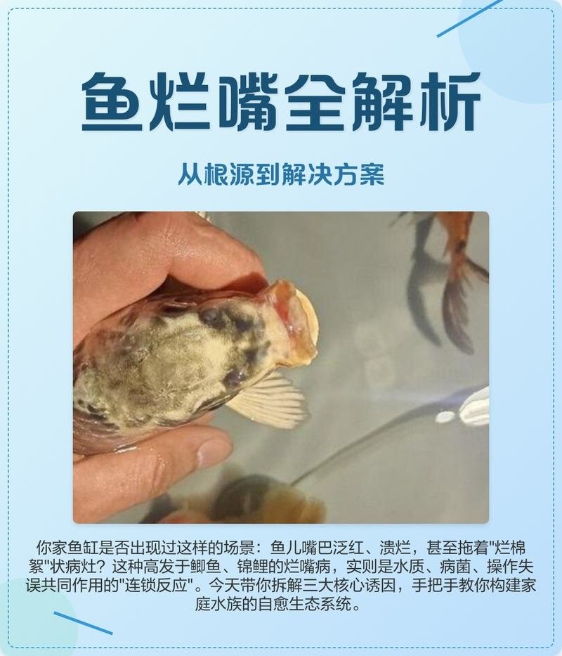 龍魚爛尾爛嘴怎么治療方法圖解