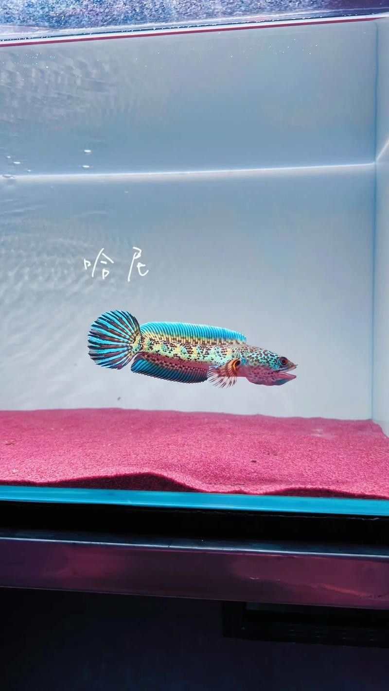 雷龍魚背景圖片大全 雷龍魚背景圖片大全 龍魚百科 第32張