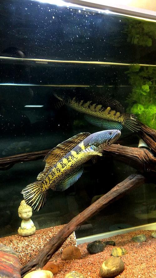 雷龍魚背景圖片大全 雷龍魚背景圖片大全 龍魚百科 第37張